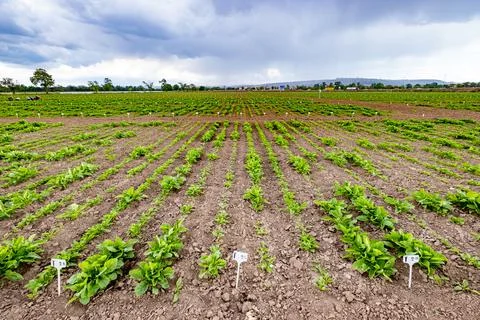 Testing different conditions for better plant  in the field Stock Photos