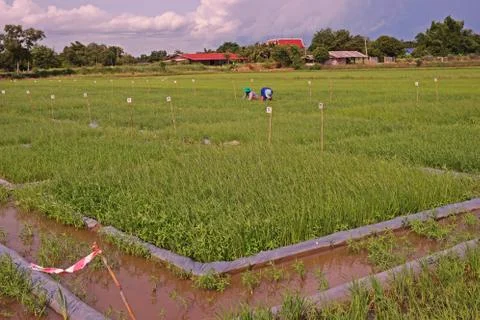 Testing field in rice Stock Photos