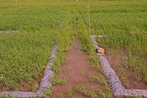 Testing field in rice Stock Photos