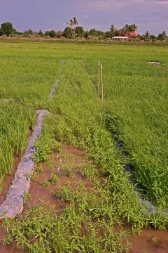 Testing field in rice Stock Photos