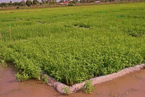Testing field in rice Stock Photos
