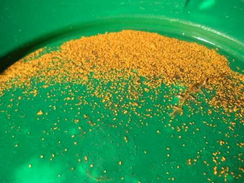 Testing For Gold Stock Photos