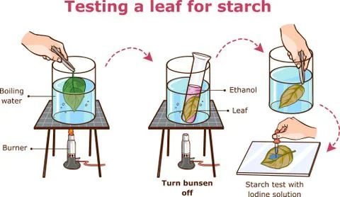Testing a leaf for starch vector illustration Stock Illustration