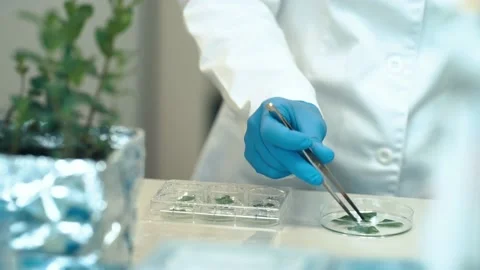 testing a plant sample in a biochemical ... | Stock Video | Pond5