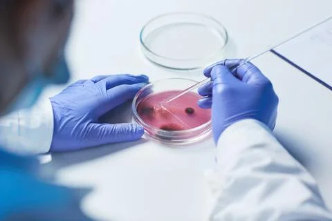 Testing purple sample in microbiological laboratory 스톡 사진