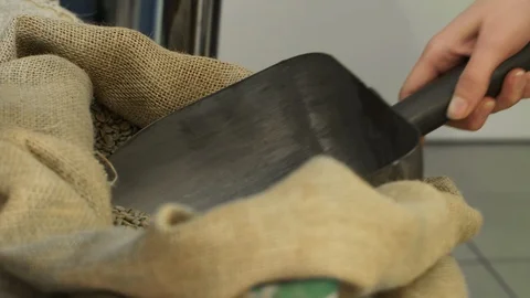 Testing Quality of raw coffee beans before roasting with a shovel Stock Footage