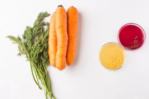 Testing raw vegetables for E.coli Escherichia and Staphylococcus Stock Photos