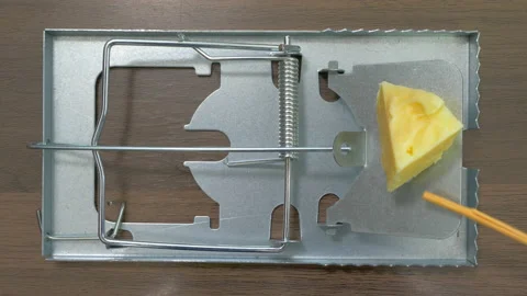 Testing a traditional spring loaded rodent trap. Stock Footage 221277373