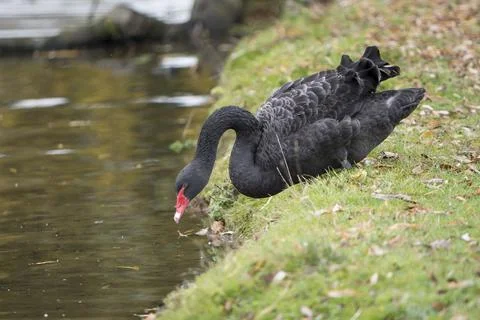 Testing the water Stock Photos
