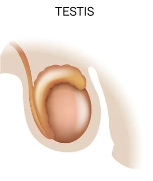 Testis Stock Illustration