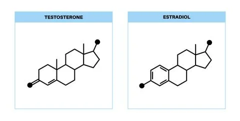 Testosterone and estrogen Stock Illustration