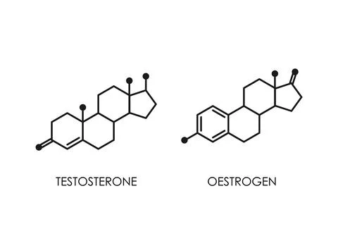 Testosterone and Oestrogen molecula structure. colorful line icon isolated Stock Illustration