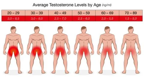 Testosterone Chart Male Hormone Level Stock Illustration