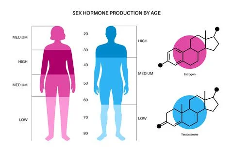 Testosterone estrogen level Stock Illustration