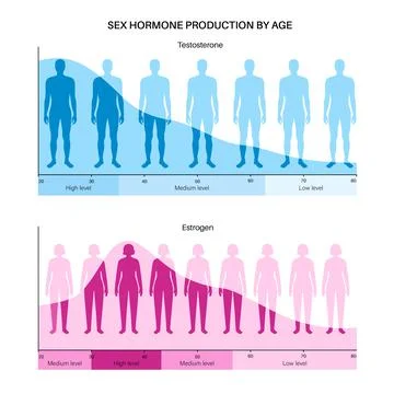 Testosterone estrogen level Stock-Illustration