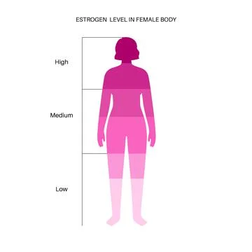 Testosterone estrogen level Stock Illustration