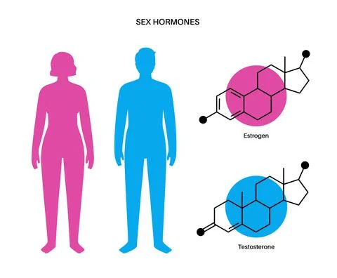 Testosterone estrogen level Stock Illustration
