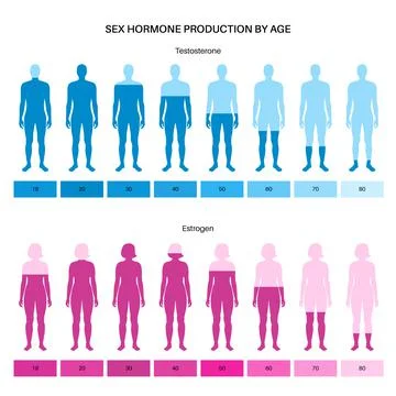 Testosterone estrogen level Stock Illustration