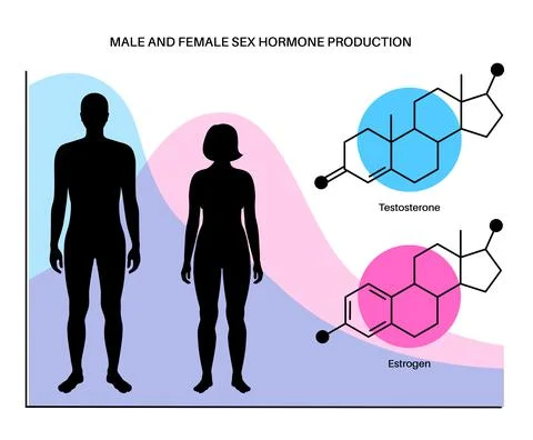 Testosterone estrogen level Stock-Illustration