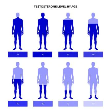 Testosterone level chart Stock Illustration
