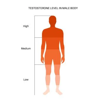 Testosterone level chart Stock Illustration