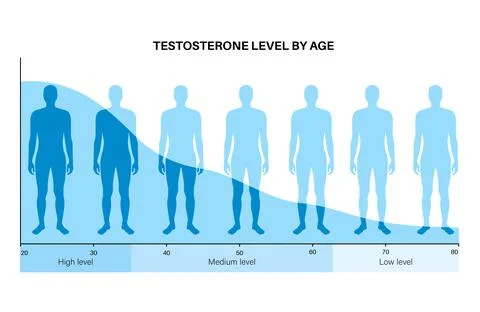 Testosterone level chart Stock Illustration