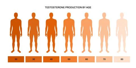 Testosterone level chart Stock Illustration