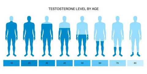 Testosterone level chart Stock Illustration