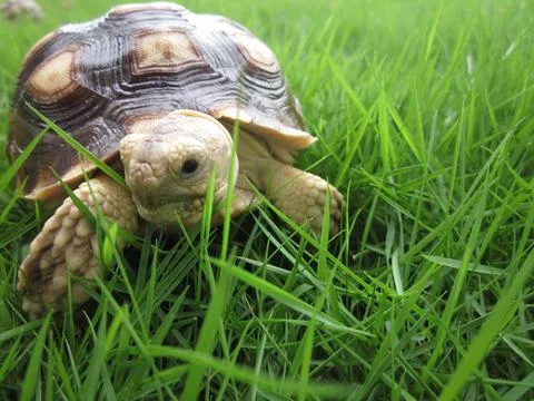 Testudinidae Stock Photos