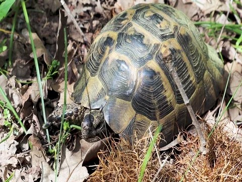 Testudo graeca, walking around on the forest floor of the Pine forest  Video stock 107625039