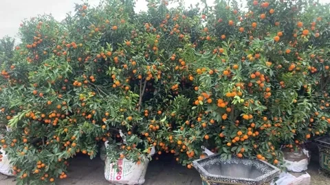 Tet market Stock Footage 300237120