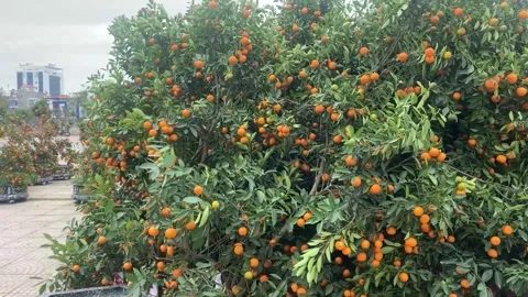 Tet market Stock Footage 300237125