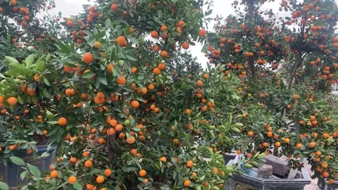 Tet market Stock Footage 300237144