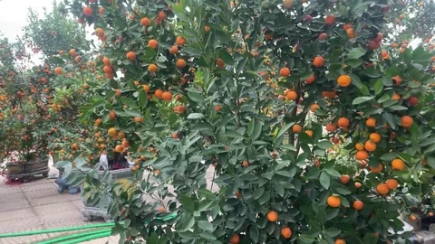 Tet market Video stock 300237146