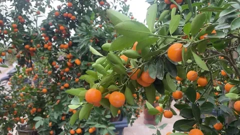 Tet market Stock-Footage 300237154