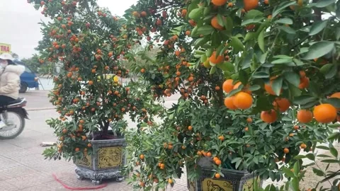 Tet market Video stock 300237160
