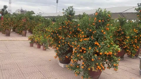 Tet market Video stock 300237162