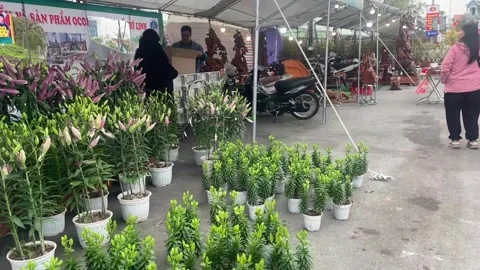 Tet market Stock Footage 300237180