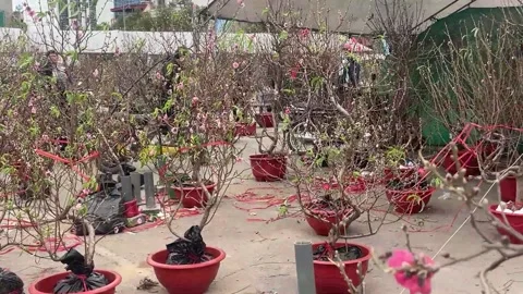 Tet market Stock Footage 300237379