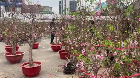 Tet market Video stock 300237383