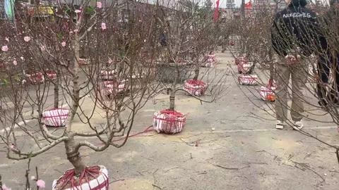 Tet market Video stock 300237433