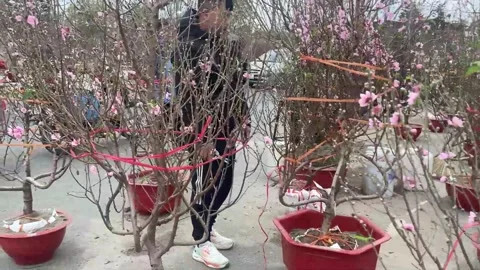 Tet market Stock Footage 300237478