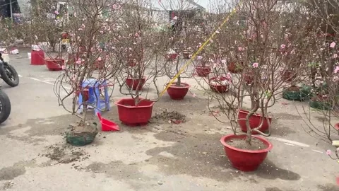 Tet market Stock Footage 300237510