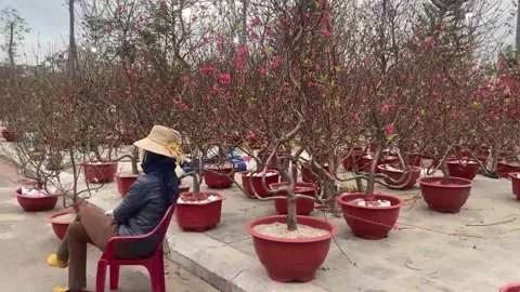 Tet market Stock Footage 300237607