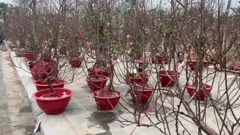 Tet market Stock Footage 300237642