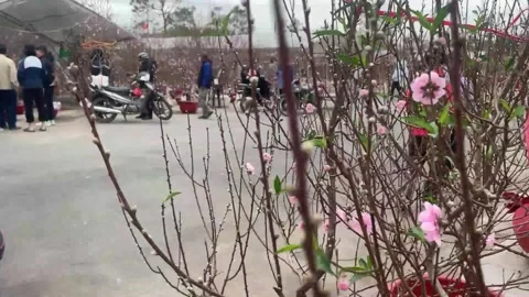 Tet market Stock Footage 300237665