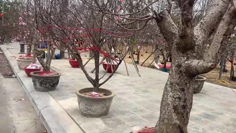 Tet market Stock Footage 300237694