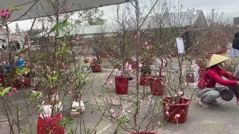 Tet market Stock Footage 300237793