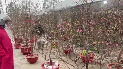 Tet market Video stock 300237812