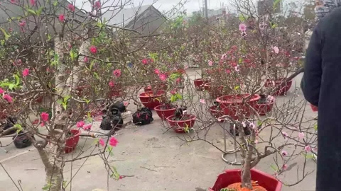 Tet market Stock Footage 300237857